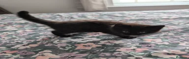 British Shorthair Kitten 3
