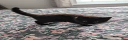 British Shorthair cats for sale: 3 British mixed breed kittens - Advert 12