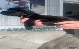 English Springer Spaniel dogs for sale: 2 beautiful english springer spaniels  - Image 3