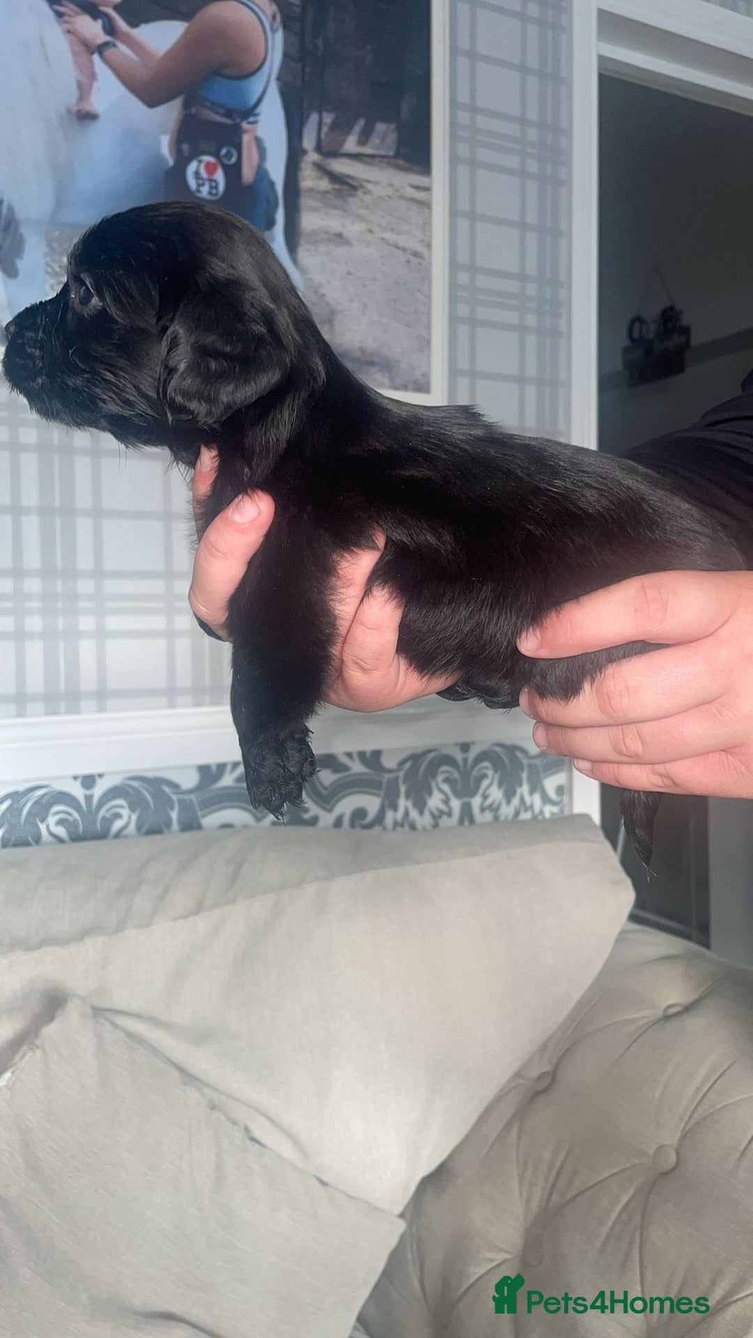 English Springer Spaniel dogs for sale: 2 beautiful english springer spaniels  - Image 3