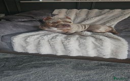 American Bully dogs for sale: 4 year old merl bully needs loving home  - Image 1