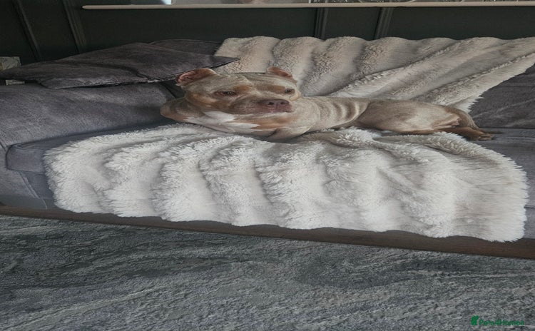 American Bully dogs - Advert 2