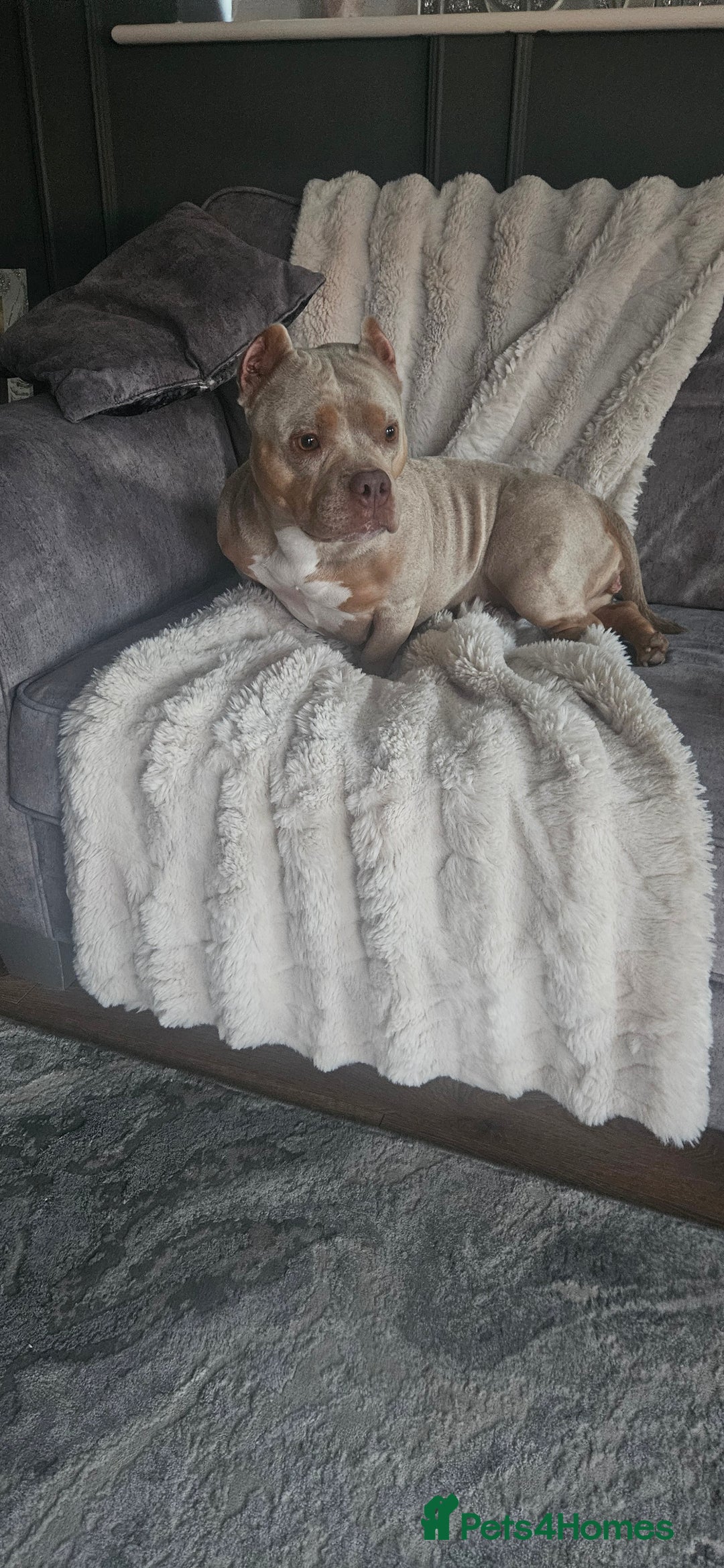 American Bully dogs for sale: 4 year old merl bully needs loving home  - Image 1