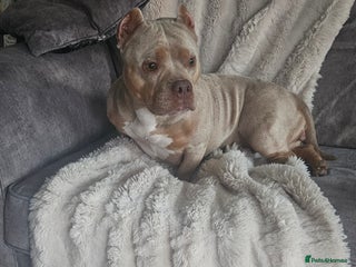 American Bully dogs - Advert 1