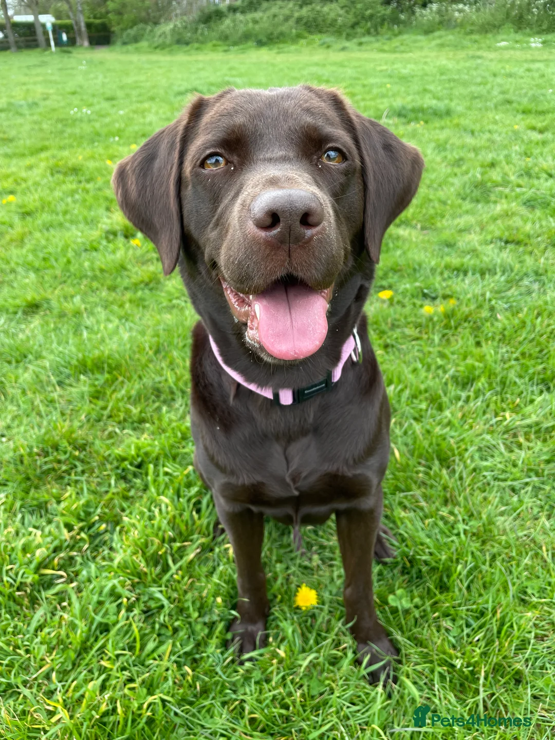 Labrador Retriever dogs for sale: Chocolate female Labrador  - Advert 11