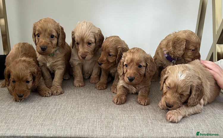 Cockapoo dogs - Advert 3