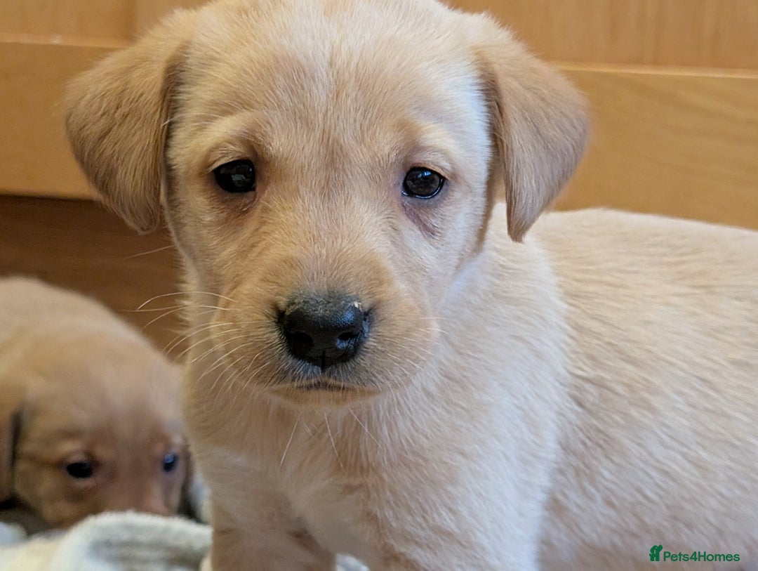 Labrador Retriever dogs for sale: Stunning litter of Labrador retriever pups  - Advert 21