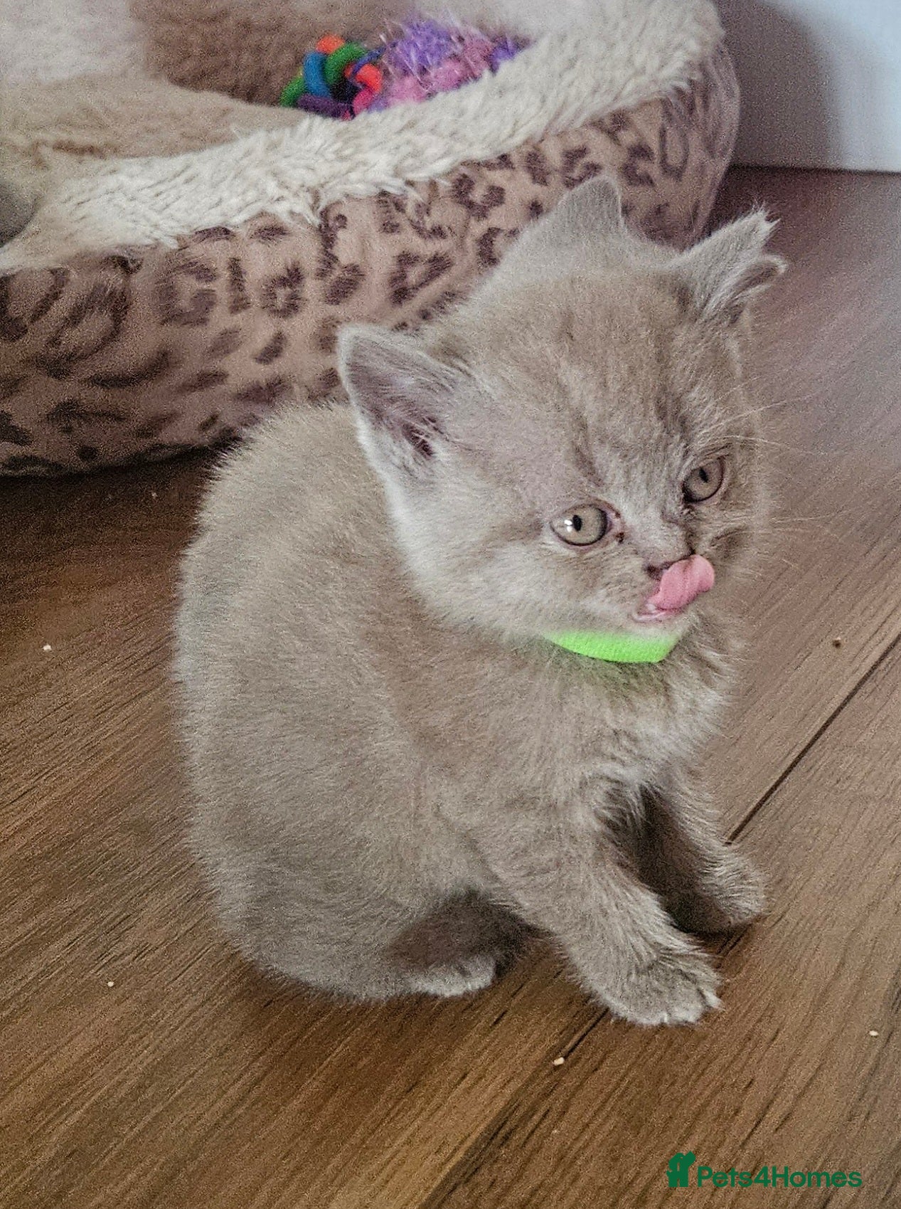 British Shorthair cats 🐾 Beautiful British Shorthair Kittens  🐾 - Advert 2
