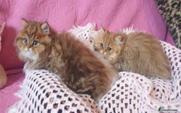 Persian cats for sale: 💖Beautiful Pedigree Chinchilla Persian Kittens. - Advert 5