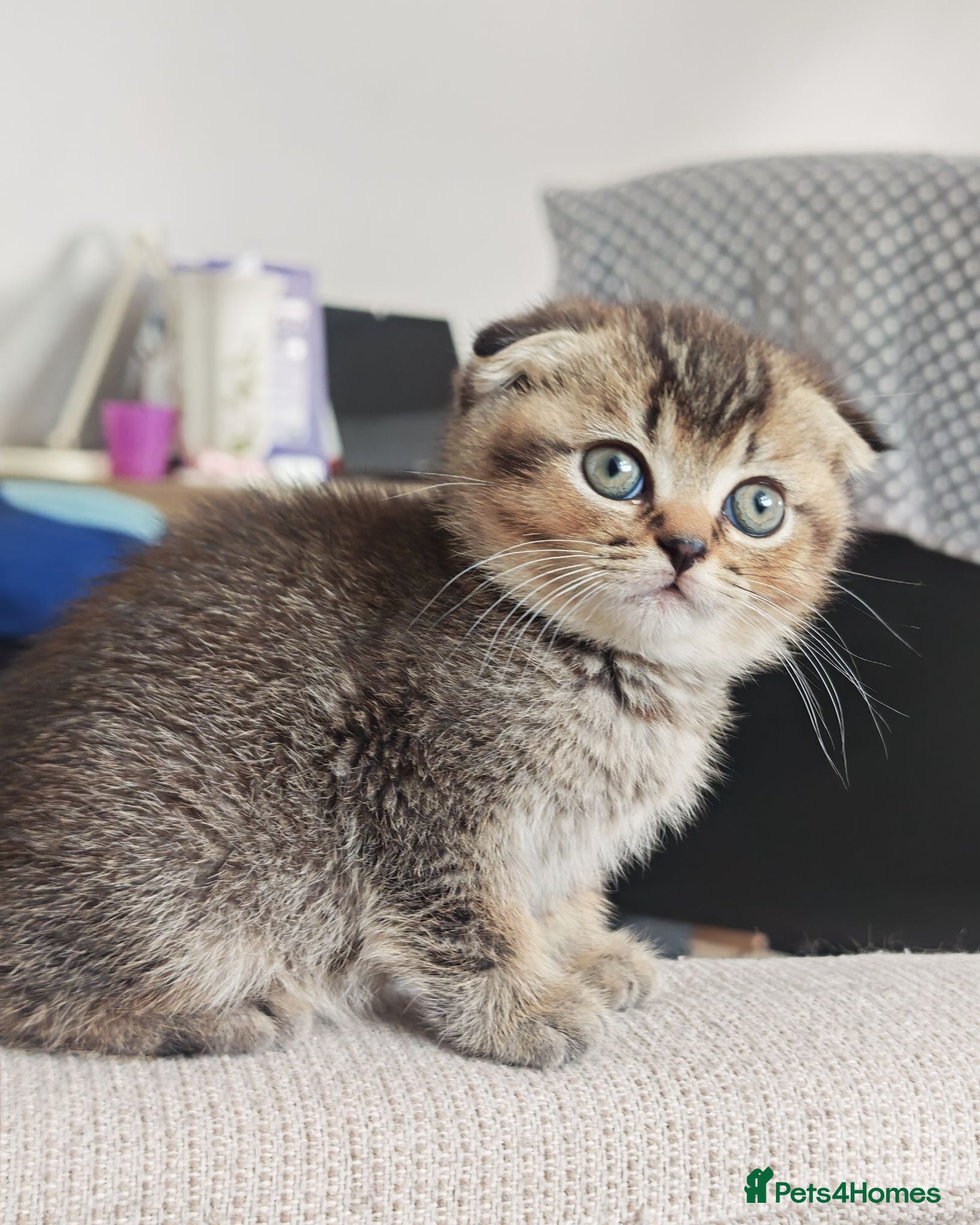 Scottish Fold cats Beautiful Scottish fold kittens READY NOW  - Advert 11