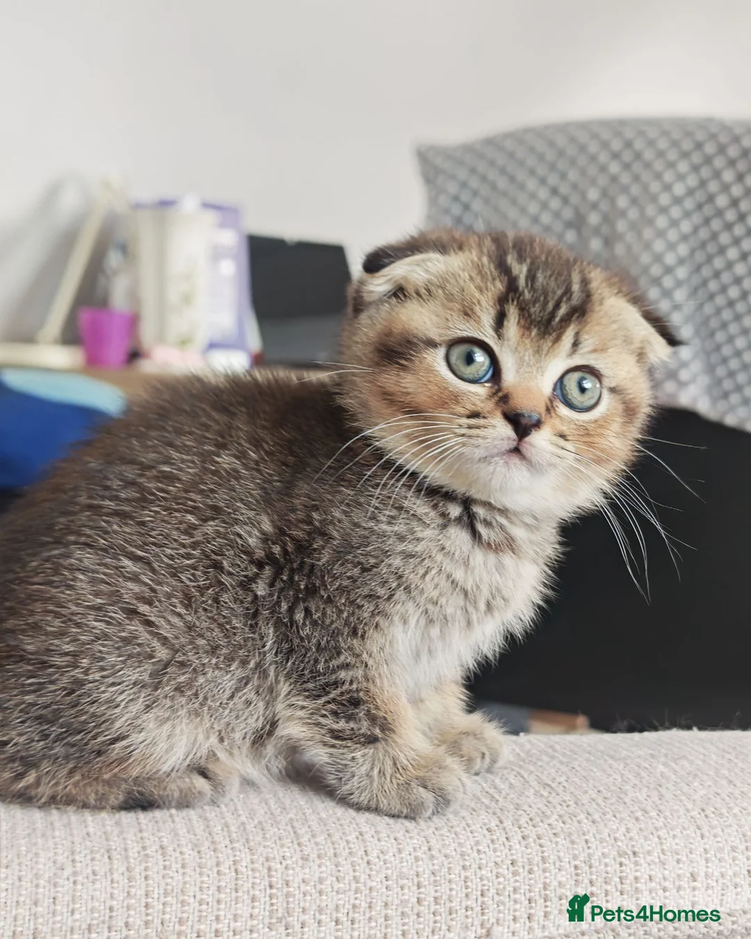 Scottish Fold cats for sale: Beautiful Scottish fold kittens READY NOW  - Advert 1