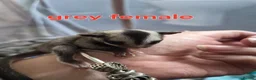 Sugar Glider rodents for sale: Sugar glider joeys ready to reserve  - Advert 7