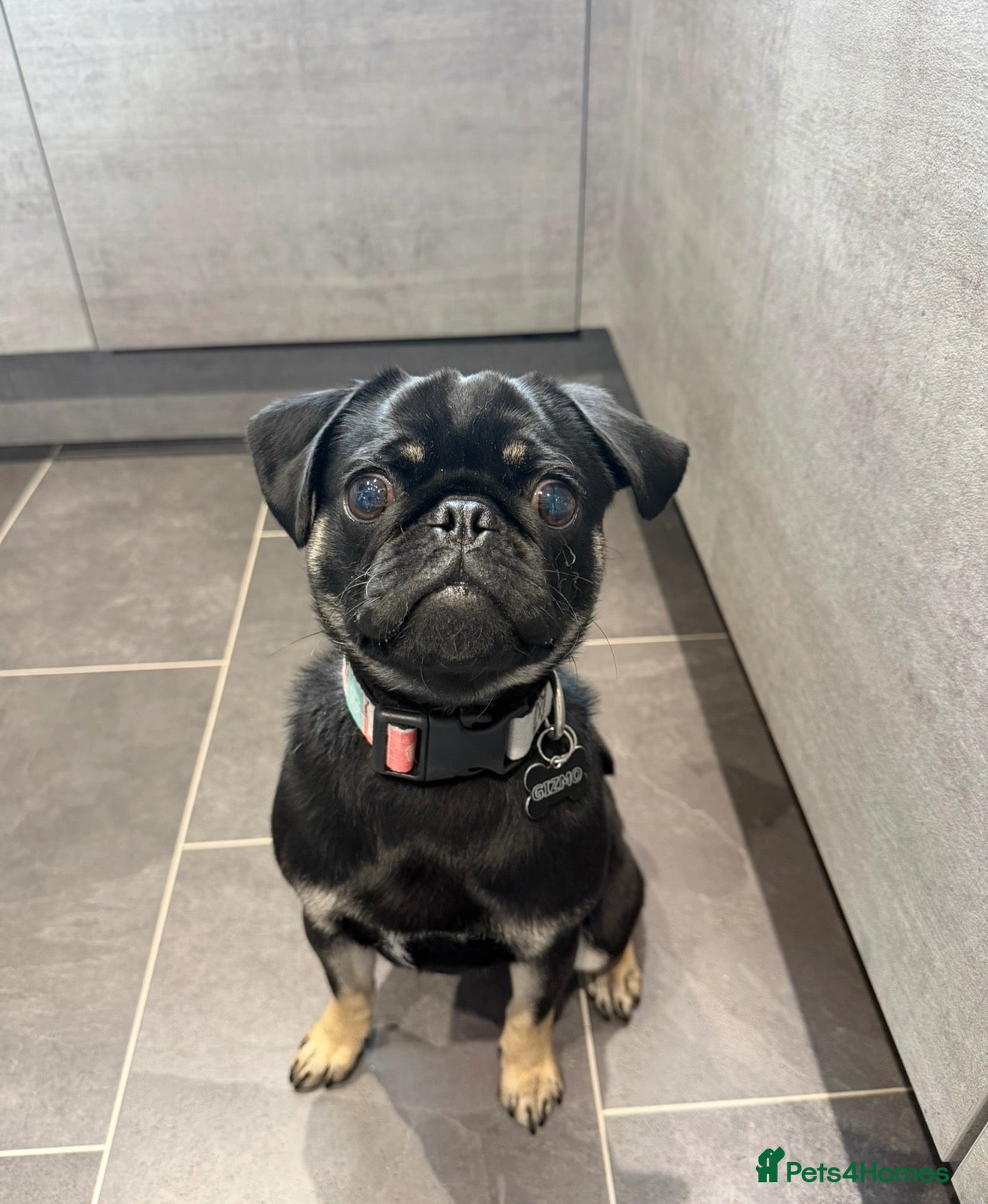 Pug dogs 15 month old male pug puppy  - Advert 2