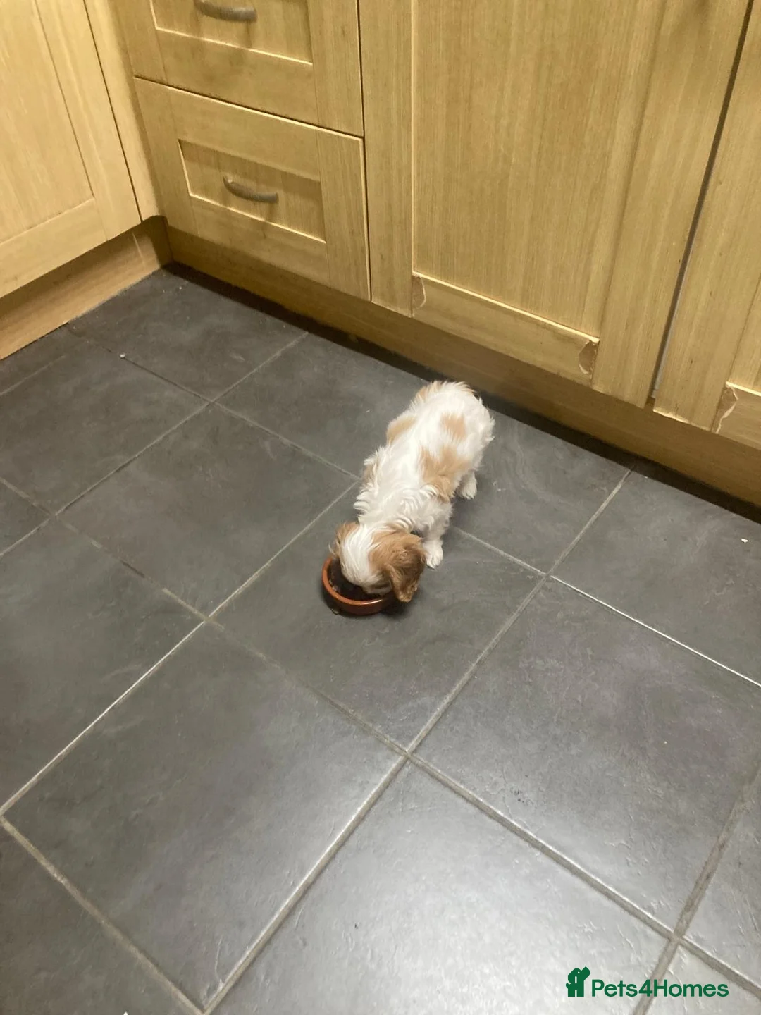 Cavalier King Charles Spaniel dogs for sale: Kc Blenheim Cavalier King Charles Spaniel  - Advert 5