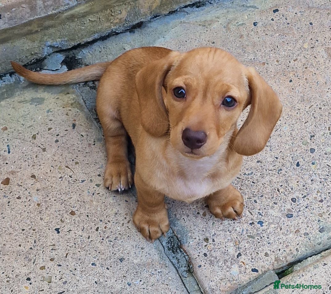 Dachshund dogs Ready Now, amazing colours - Advert 2