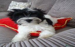 Yorkshire Terrier dogs for sale: Rare Colourful Pedigree Yorkies Certified Breeder - Image 9
