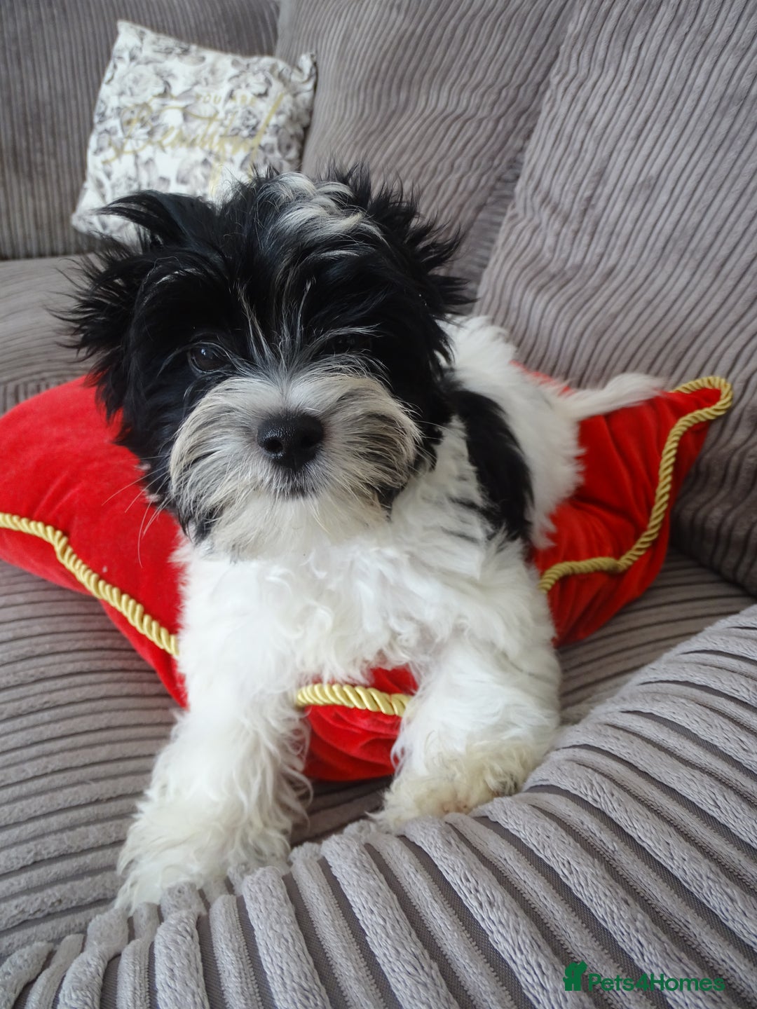 Yorkshire Terrier dogs for sale: Rare Colourful Pedigree Yorkies Certified Breeder - Image 9
