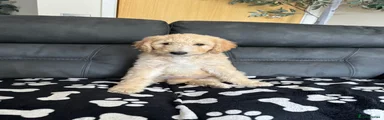 Goldendoodle Puppy 8