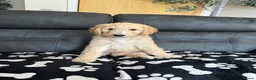 Goldendoodle dogs for sale: Beautiful golden doodle puppies for sale  - Advert 6