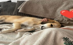 Mixed Breed dogs for adoption: TEDDY - for adoption - IN FOSTER IN OXFORDSHIRE - Image 7