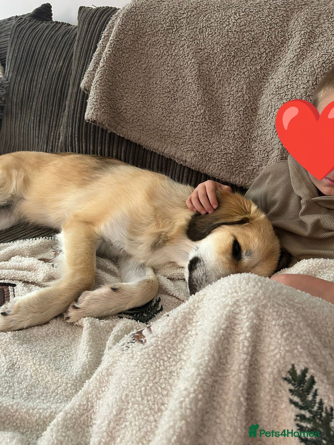 Mixed Breed dogs for adoption: TEDDY - for adoption - IN FOSTER IN OXFORDSHIRE - Image 7