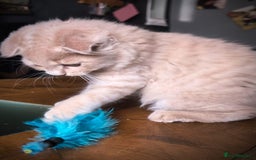Scottish Fold cats for sale: 💙FAWN TICA active for BREEDING 🩵 Scottish Fold❣️ - Image 11