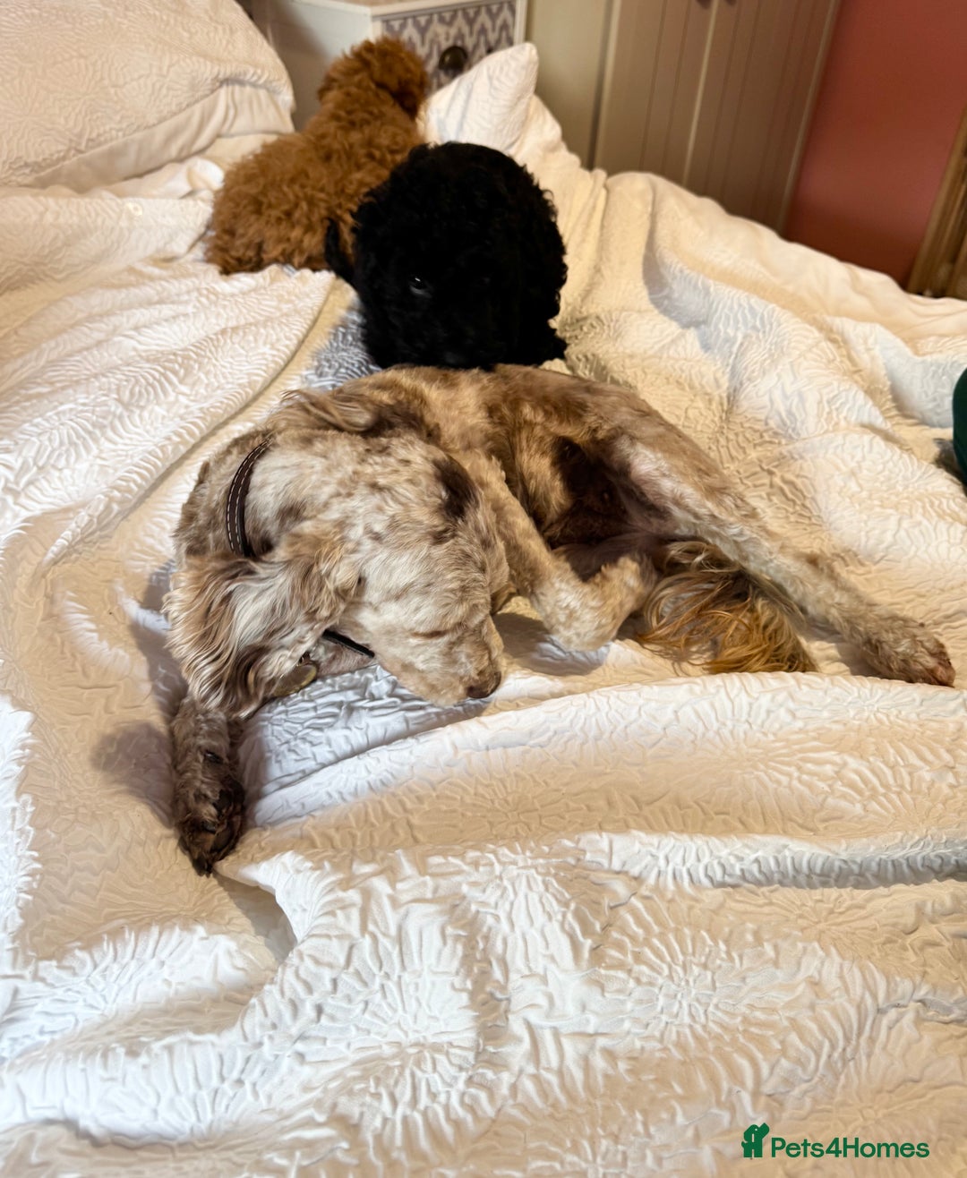 Cockapoo dogs for sale: Adorable cockapoo puppies  - Image 2