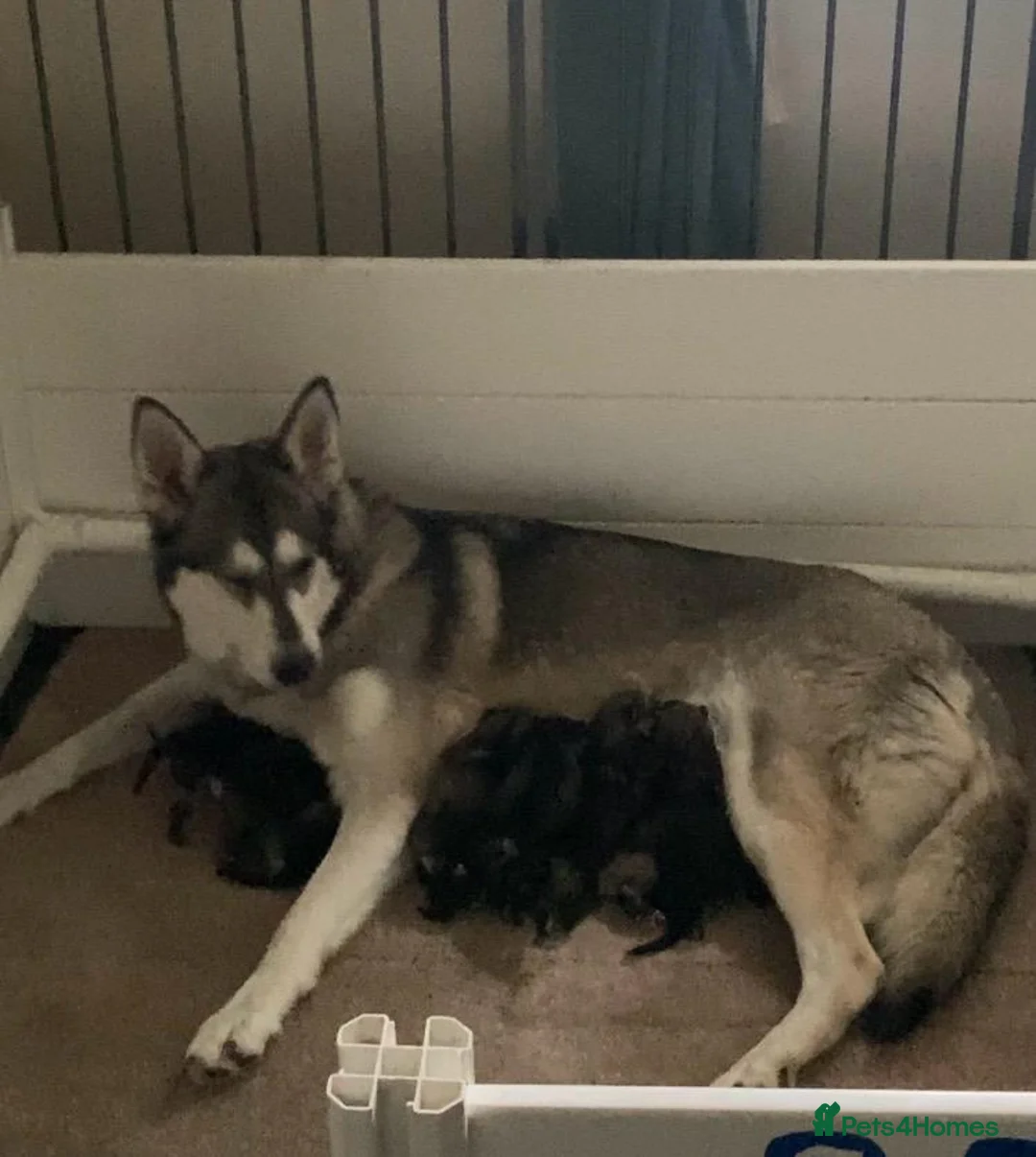 Saarloos Wolfdog dogs for sale: Gorgeous Wolfalike Puppies  - Advert 1