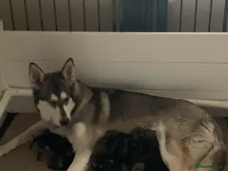 Saarloos Wolfdog dogs Gorgeous Wolfalike Puppies - Advert 6