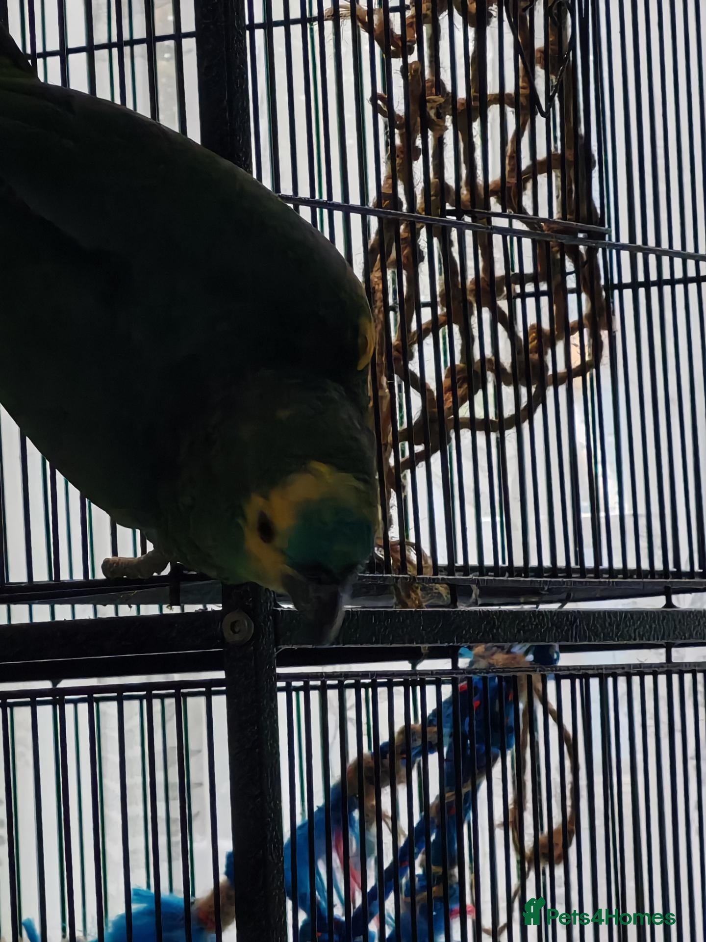 Parrots birds for sale: Amazon parrot Franco - Advert 15