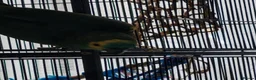 Parrots birds for sale: Amazon parrot Franco - Advert 1