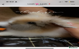 Lionhead rabbits for sale: Loin head bunny 13weeks old  - Image 1