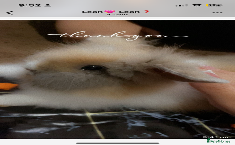 Lionhead rabbits - Advert 10