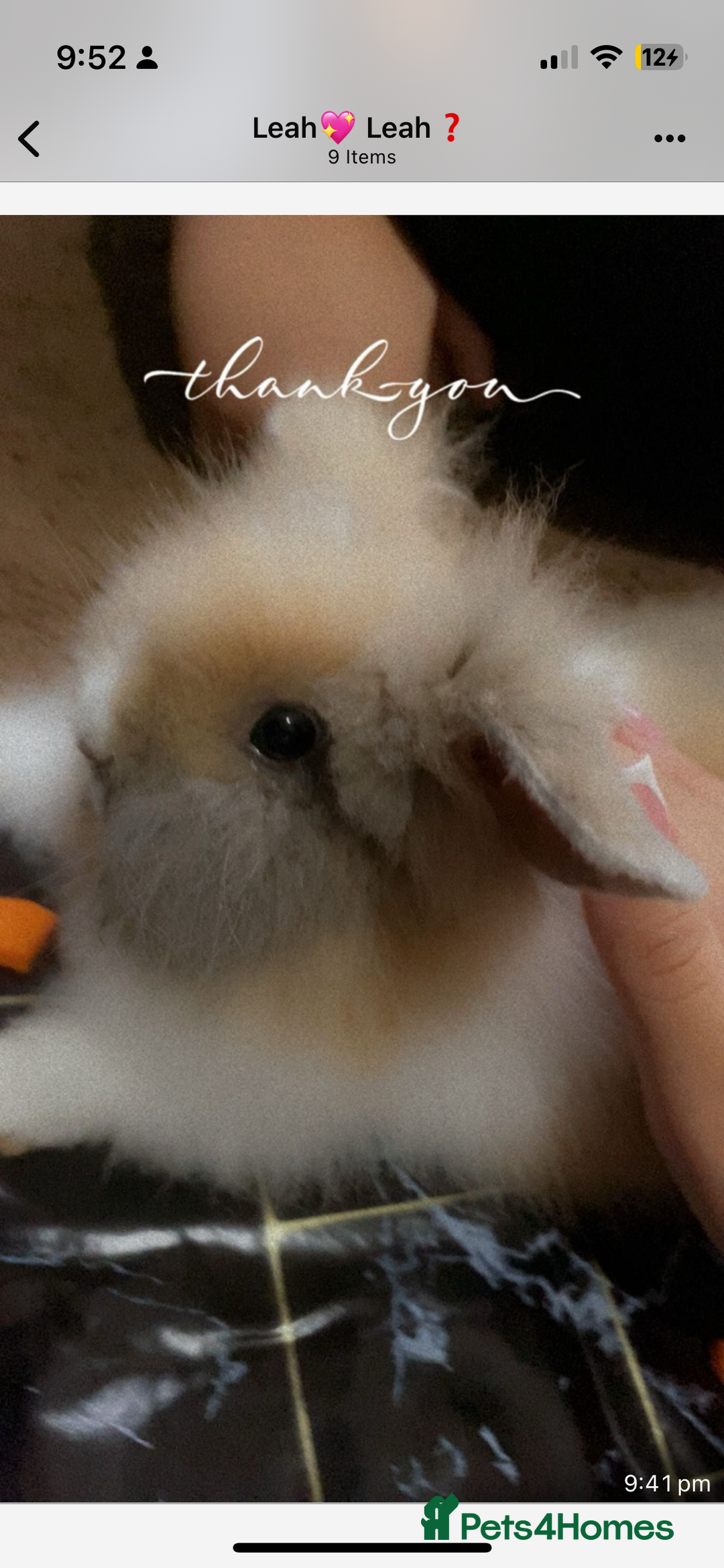 Lionhead rabbits for sale: Loin head bunny 13weeks old  - Image 1