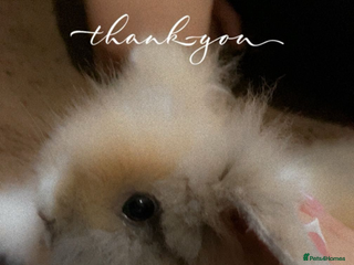 Lionhead rabbits - Advert 21