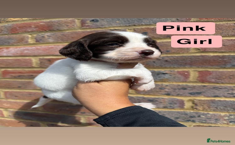 Sprocker dogs - Advert 5