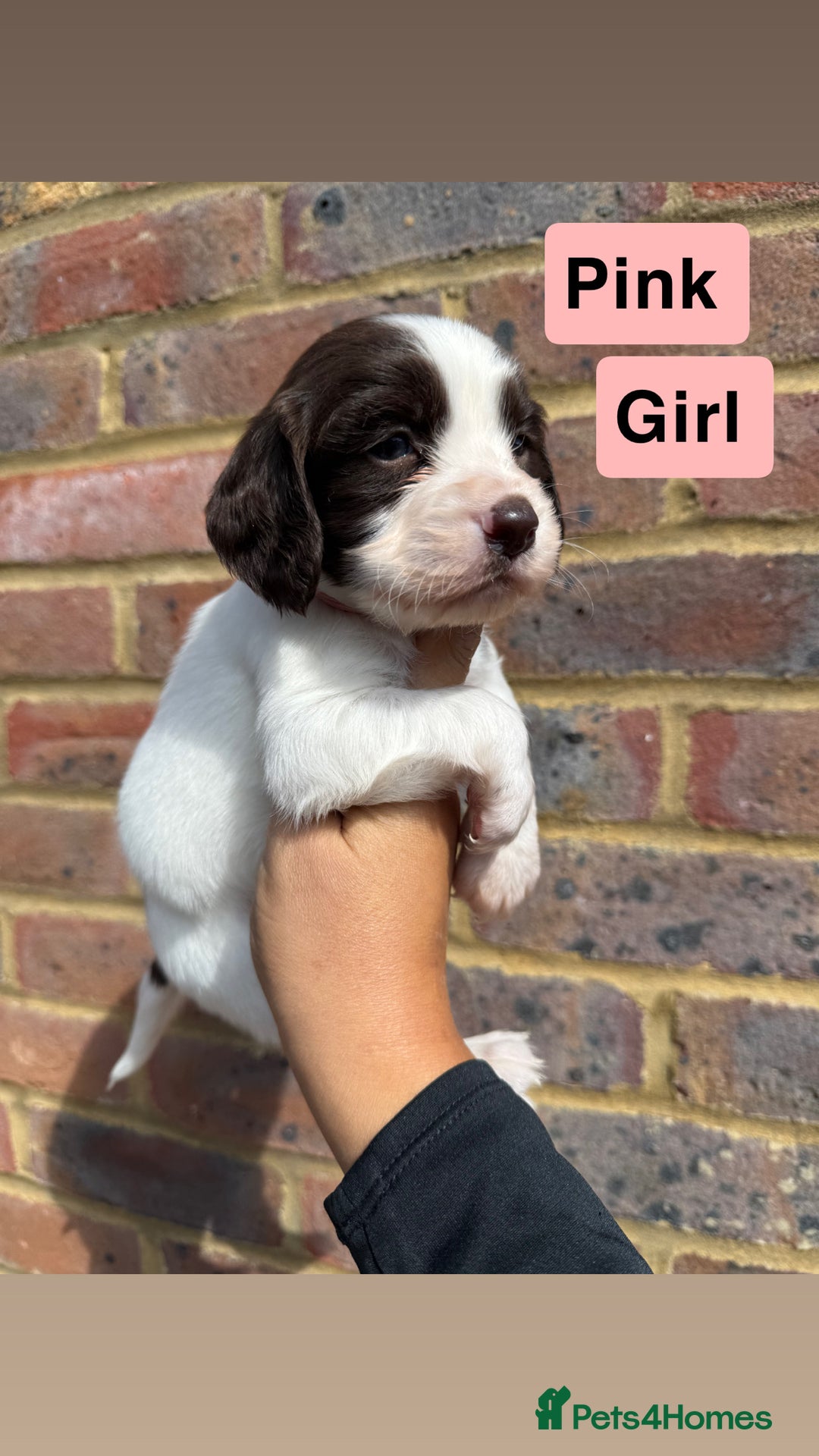 Sprocker dogs for sale: 7 beautiful sprocker puppies  - Image 1