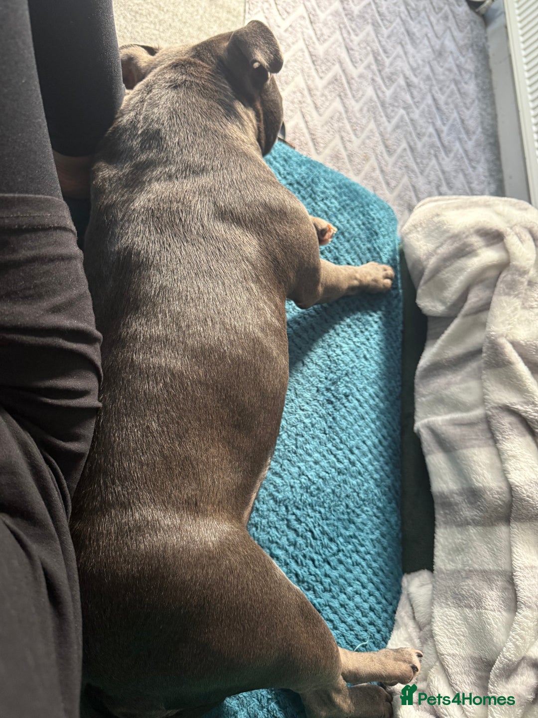 Staffordshire Bull Terrier dogs for sale: Staffordshire bull terrier  - Advert 5