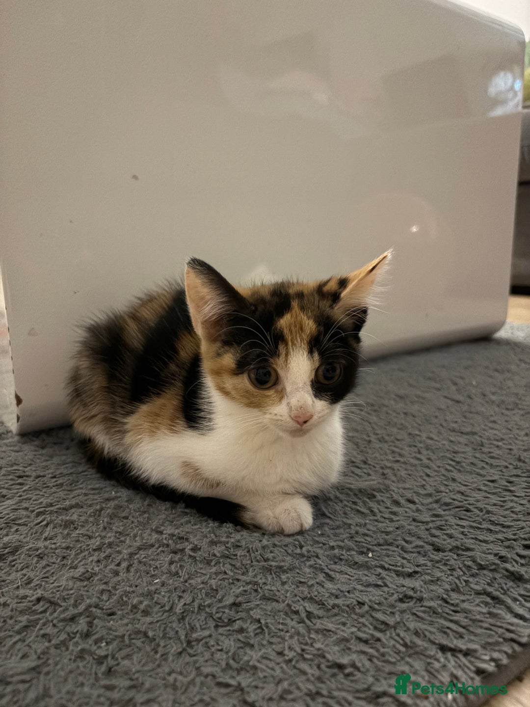 Domestic Shorthair cats for sale: Adorable Kittens Ready for Their Forever Homes - Advert 6