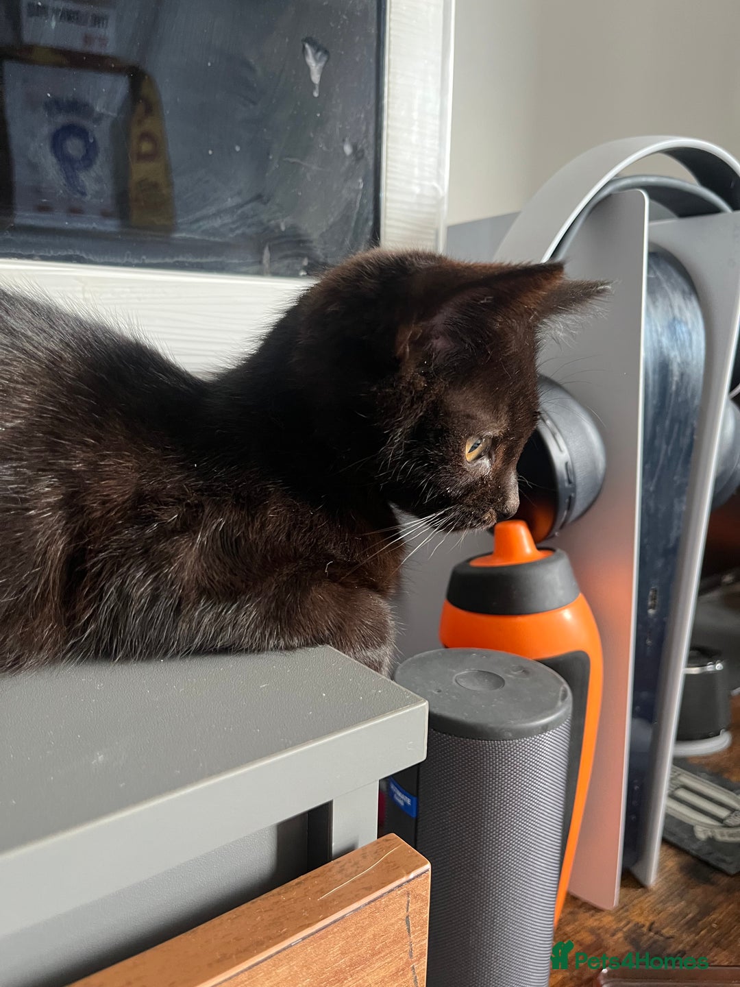 Mixed Breed cats for sale: 16 week old rescue kitten (male) - Image 3