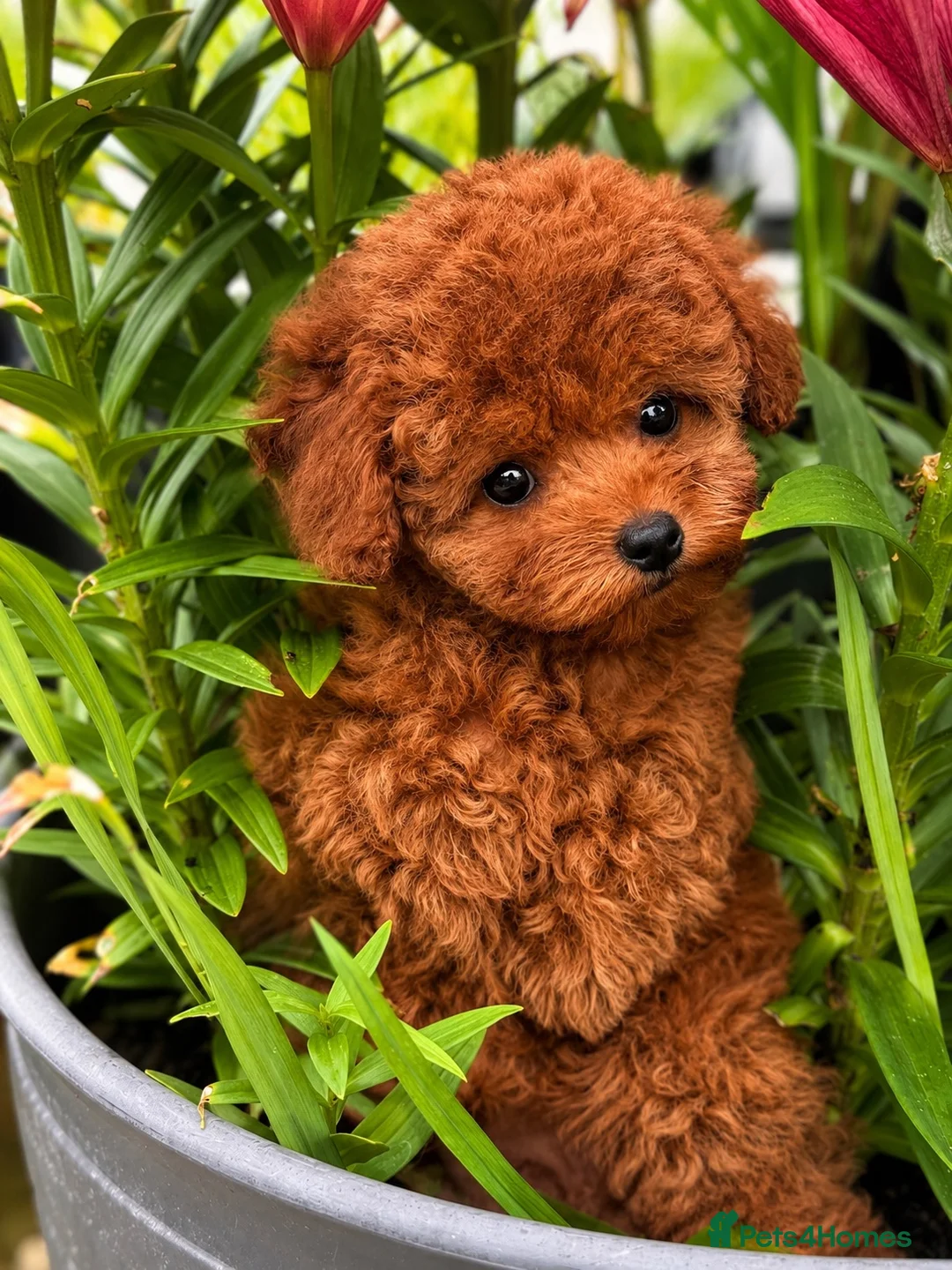 Toy Poodle dogs for sale: 🧝🏼‍♀️🦋✨ Stunning Red Asian Poodle girl, UK  - Advert 1