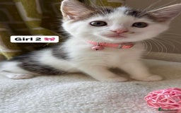 Mixed Breed cats for sale: 2 boys & 2 girls beautiful kittens - Image 7