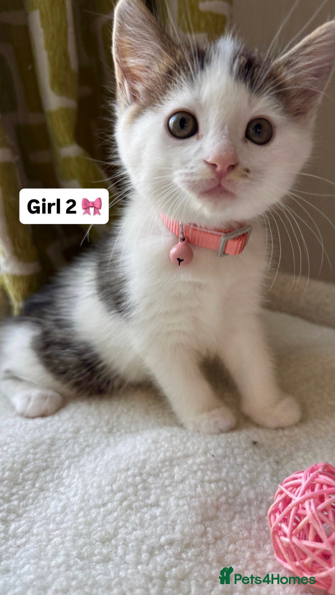 Mixed Breed cats for sale: 2 boys & 2 girls beautiful kittens - Image 7