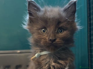 Maine Coon cats - Advert 11