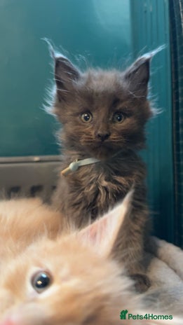 Maine Coon cats - Advert 3