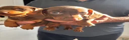 Dachshund dogs for sale: 4 beautiful chocolate dachshund puppy’s  - Advert 11