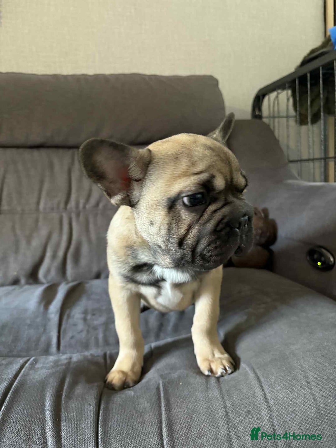 French Bulldog dogs for sale: 3 French Bulldog Pups - Advert 9