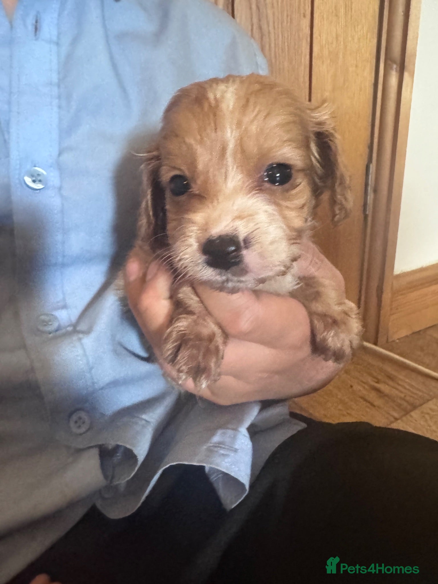 Cockapoo dogs  3 Beautiful cockapoo puppies left 🐶  - Advert 12