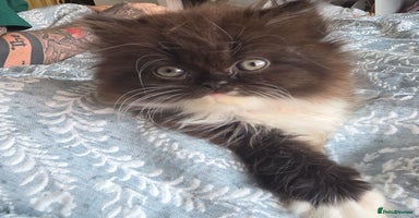 Persian cats - Advert 6