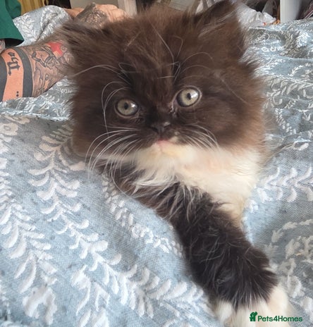 Persian cats - Advert 2